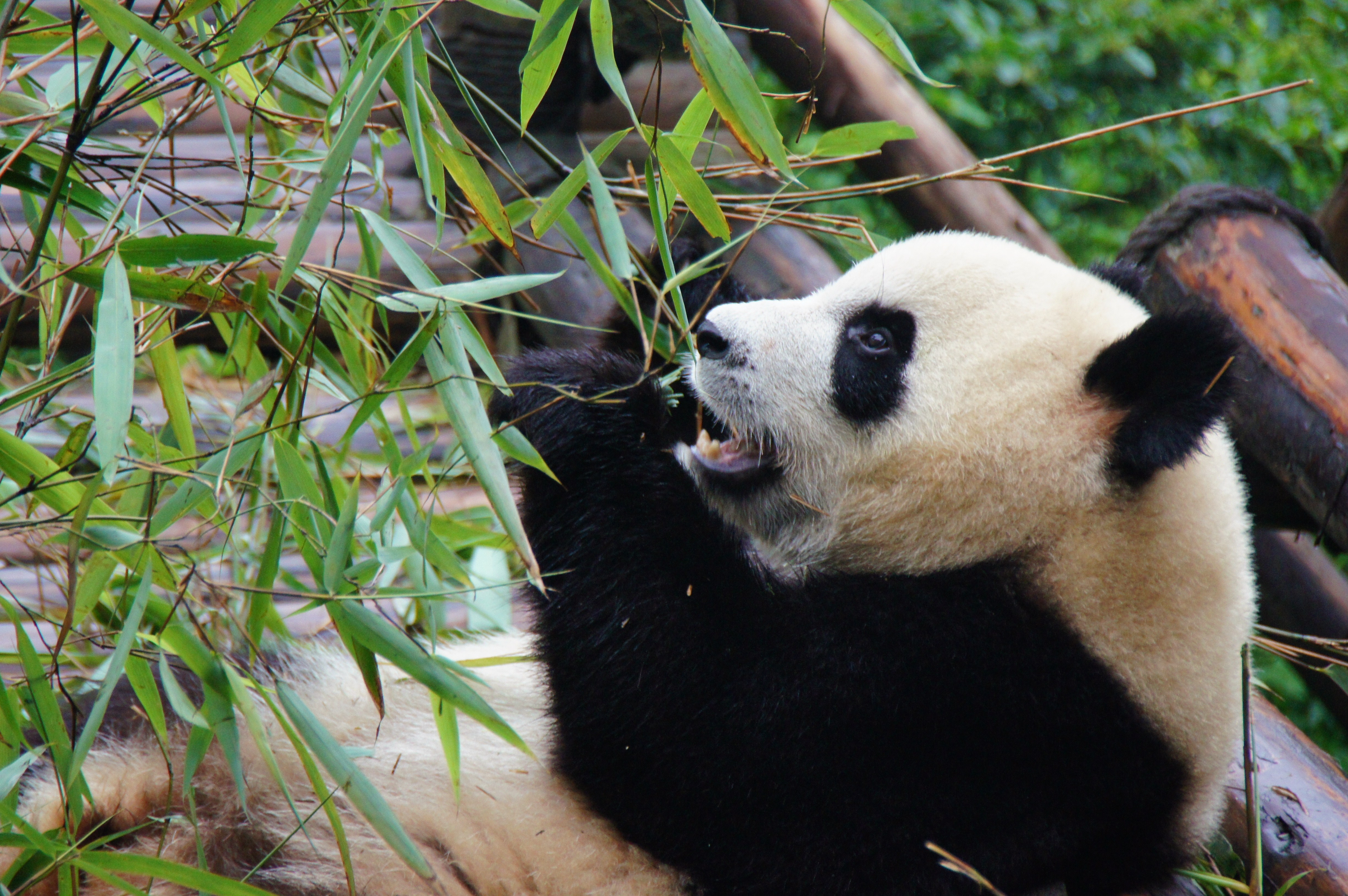 Когда вышла 1 панда. Бамбуковые панды китайские. Китай Панда бамбук. Большая бамбуковая Панда. Панда ест бамбук.